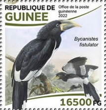 Piping Hornbill (Bycanistes fistulator)