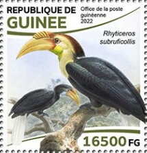 Plain-pouched Hornbill (Rhyticeros subruficollis)