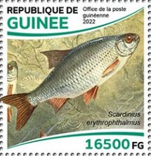 Rudd (Scardinius erythrophthalmus)