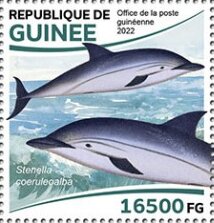 Striped Dolphin (Stenella coeruleoalba)