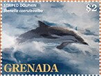 Striped Dolphin (Stenella coeruleoalba)