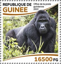 Western Gorilla (Gorilla gorilla)