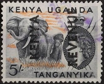 African Elephant (Loxodonta africana)