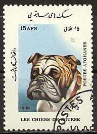 Bulldog (Canis lupus familiaris)