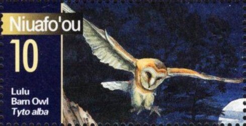 Barn Owl (Tyto alba)
