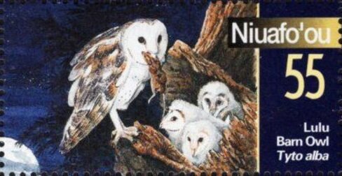 Barn Owl (Tyto alba)