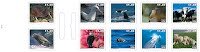 Animal Series Booklet