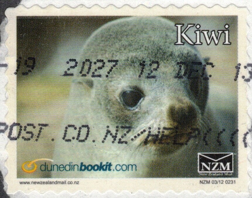 New Zealand Fur Seal - Large Format
