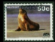 New Zealand Fur Seal, Westport