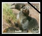 New Zealand Fur Seals - Large Format
