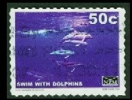 Swim With Dolphins