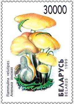 Stamp Mushrooms – Flammulina Velutipes