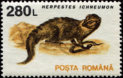 Egyptian Mongoose (Herpestes ichneumon)