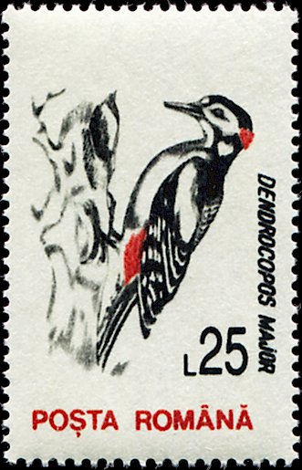 Great Spotted Woodpecker (Dendrocopos major)