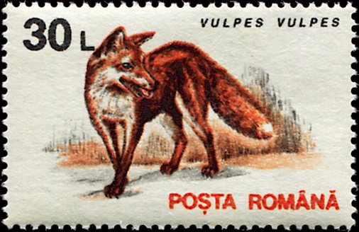 Red Fox (Vulpes vulpes)