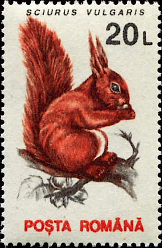 Red Squirrel (Sciurus vulgaris)