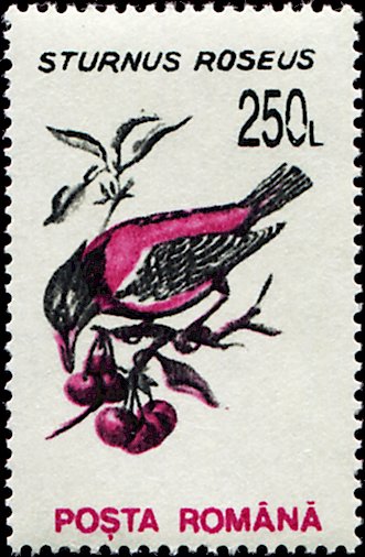 Rosy Starling (Sturnus roseus)