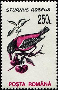 Stamp, Rosy Starling (Sturnus roseus), Romania,  , Animals (Fauna), Birds
