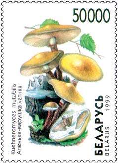 Stamp Mushrooms – Kuehneromyces Mutabilis