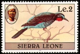 Black Bee-eater (Merops gularis); 1981 imprint
