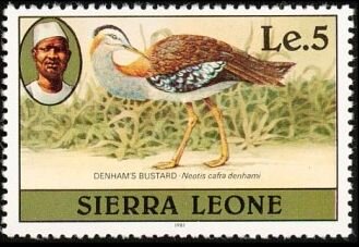 Denham's Bustard (Neotis denhami); 1981 imprint