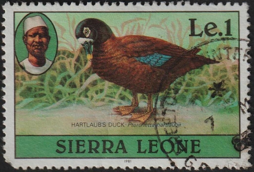 Hartlaub's Duck (Pteronetta hartlaubii); 1981 imprint