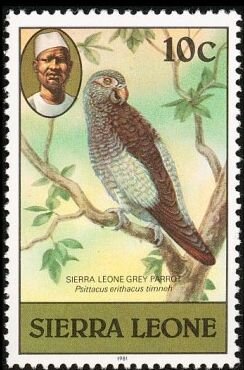 Stamp, Timneh Parrot (Psittacus timneh); 1981 imprint, Sierra Leone,  , Animals (Fauna), Birds