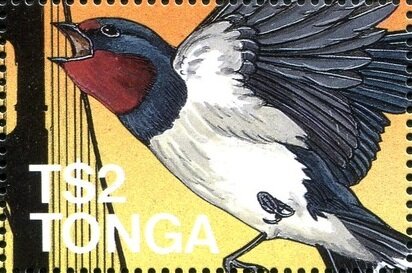 Pacific Swallow (Hirundo tahitica)