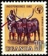 Ankole Cattle (Bos primigenius taurus)