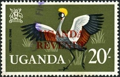 Grey Crowned Crane (Balearica regulorum)