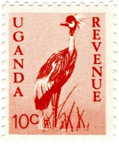Grey Crowned Crane (Balearica regulorum)