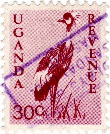 Grey Crowned Crane (Balearica regulorum)