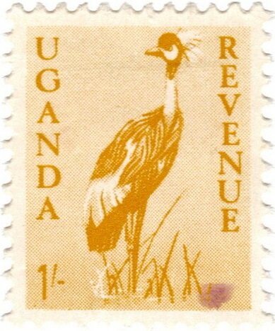Grey Crowned Crane (Balearica regulorum)