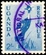 Grey Crowned Crane (Balearica regulorum)