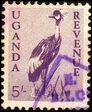 Grey Crowned Crane (Balearica regulorum)