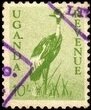 Grey Crowned Crane (Balearica regulorum)