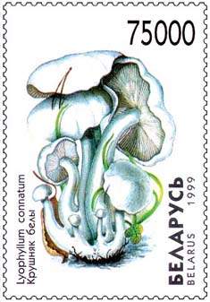 Stamp Mushrooms – Lyophyllum Connatum