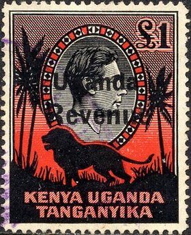 Lion (Panthera leo)