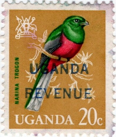 Narina Trogon (Apaloderma narina)