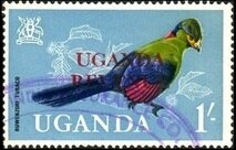 Ruwenzori Turaco (Ruwenzorornis johnstoni)