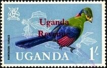Ruwenzori Turaco (Ruwenzorornis johnstoni)