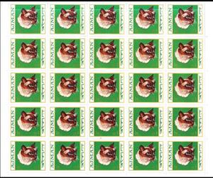 Full Pane, Siamese Cat (Felis silvestris catus), Ajman,  , Animals (Fauna), Cats, Mammals