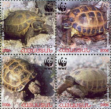 Horsfield's Tortoise (Testudo horsfieldii)