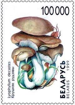 Stamp Mushrooms – Lyophyllum Decastes