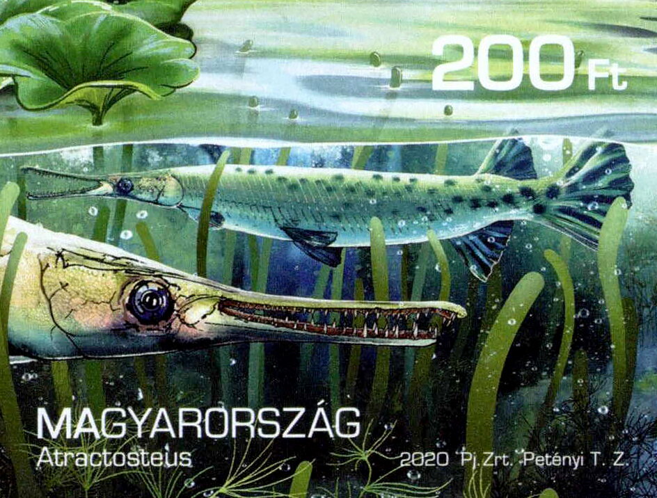 Atractosteus
