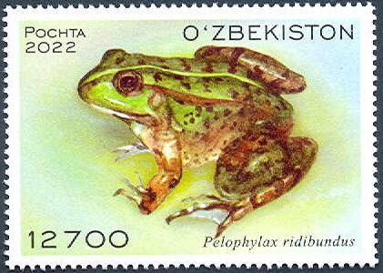 Marsh Frog (Pelophylax ridibundus)