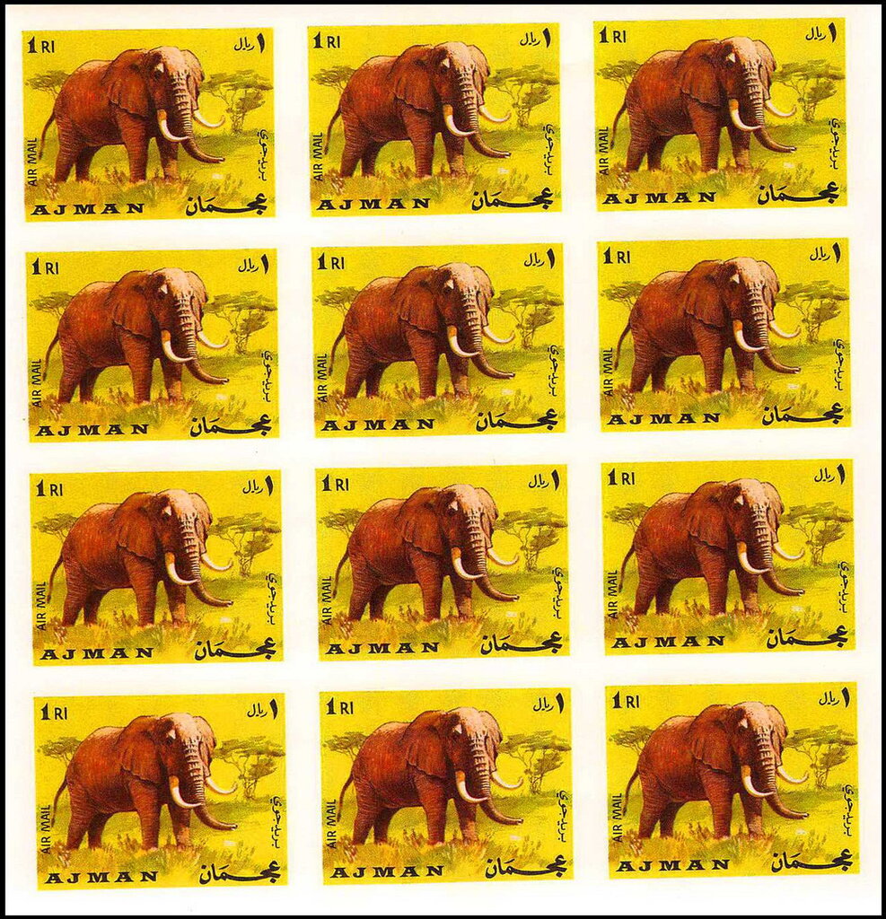 African Elephant (Loxodonta africana)