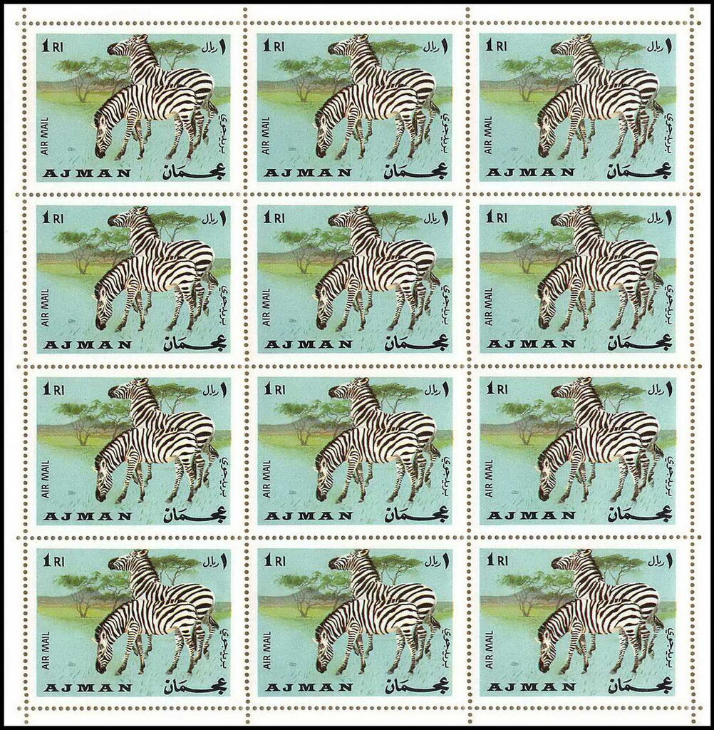 Plains Zebra (Equus quagga)