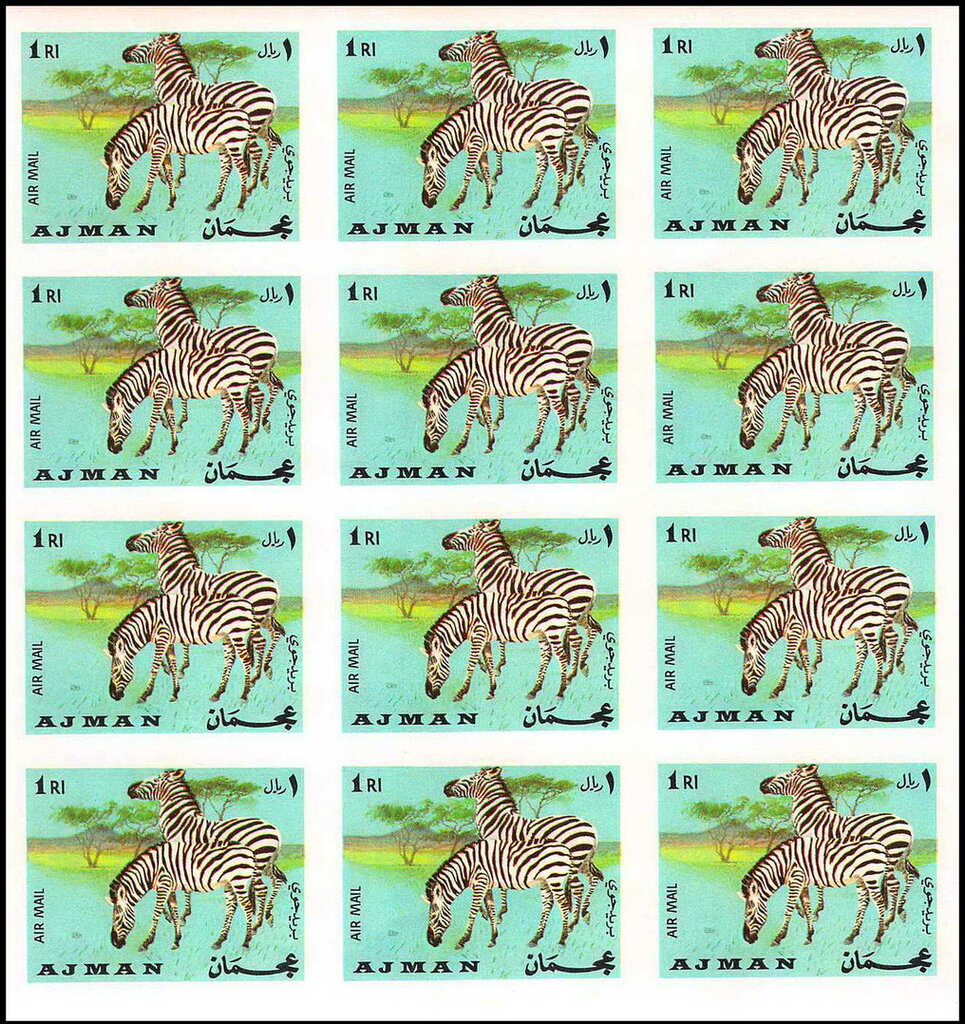 Plains Zebra (Equus quagga)