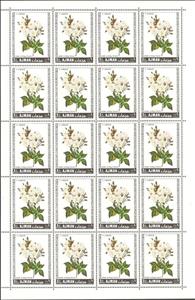 Full Pane, Rose de Philippe Noisette, Ajman,  , Flowers, Plants (Flora), Roses